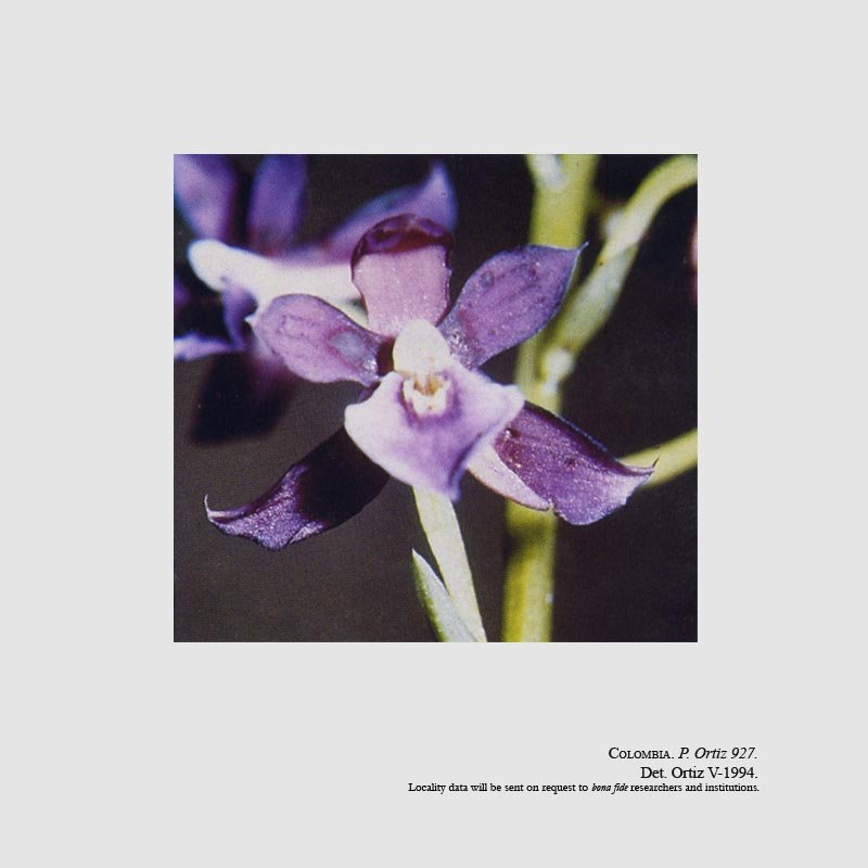 Warreopsis purpurea